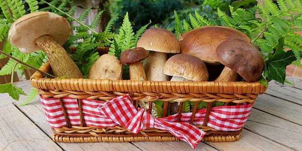 Medicinal Mushroom Market Research Type, Dynamics, and Industry Analysis by 2030