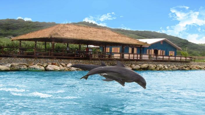 Dolphin Cove Montego Bay - Cozy Harmony Tours