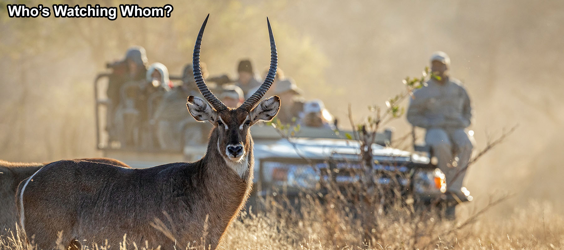How Does A Wildlife Photographer Enhance Your Experience? – Eagle Eye Safaris