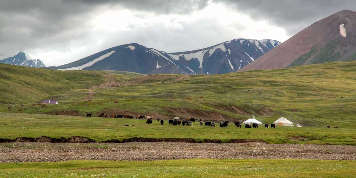 "Discover the Untamed Landscape of Mongolia on an Adventure Tour"