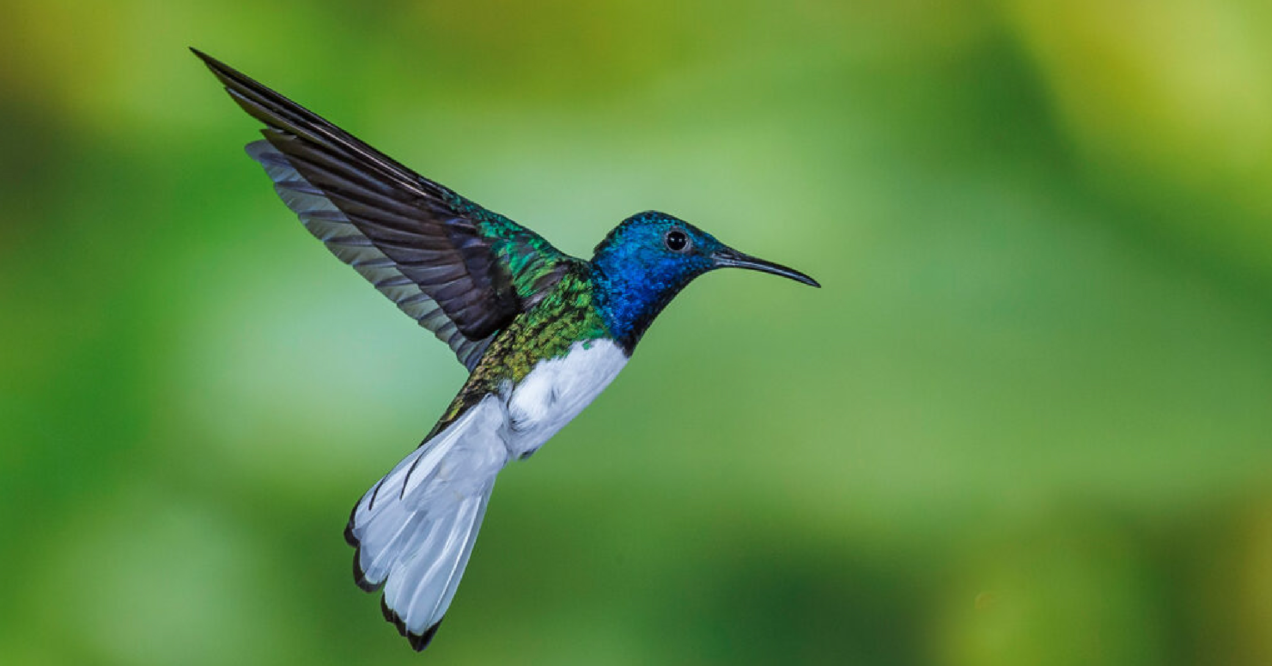Google Hummingbird Algorithm: All You Need To Know