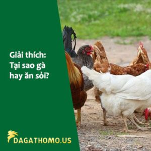 Chuyên mục tin tức về đá gà, đá gà trực tuyến Thomo - Dagathomous