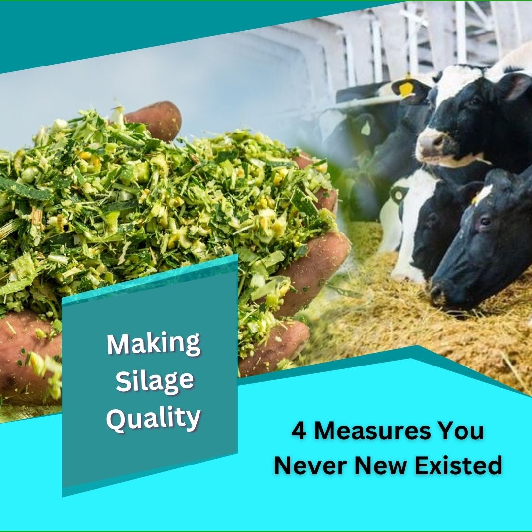 Making quality silage: 4 measures you never knew existed – Silage Agro Private Limited