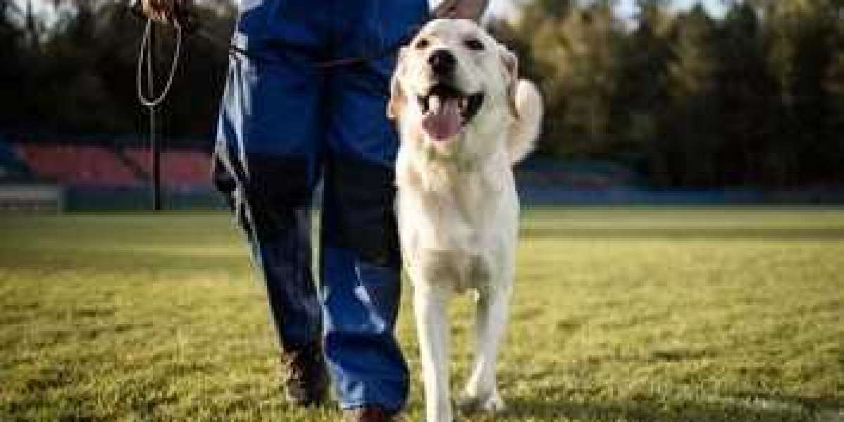 Dog Training Schools in Missouri