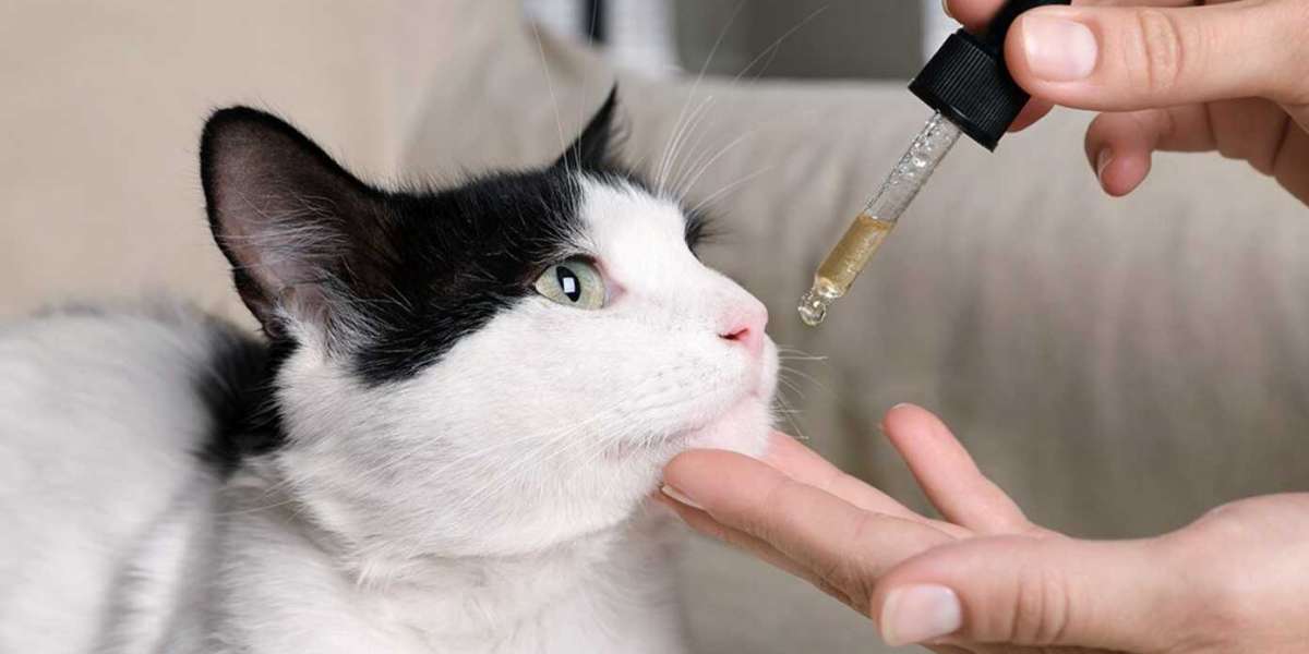 CBD for Cats: The Benefits And Risks