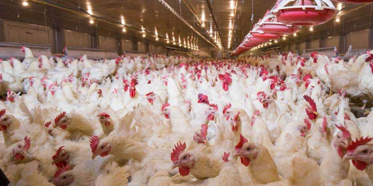 Poultry Market will reach at a CAGR of 8.6% from 2022 to 2030