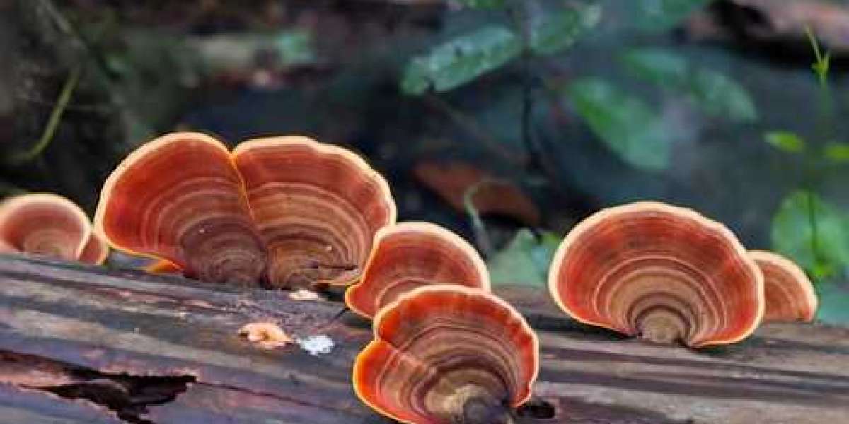 Turkey Tail Mushrooms | An Analysis Of Their Health Benefits