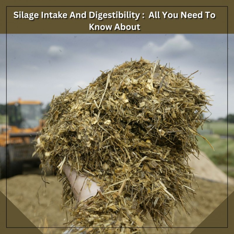 Silage Intake And Digestibility: All You Need To Know About : ext_5641389 — LiveJournal