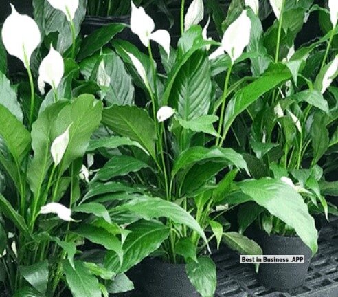 Get the Best Indoor Plants Available Online – Best in Business .App