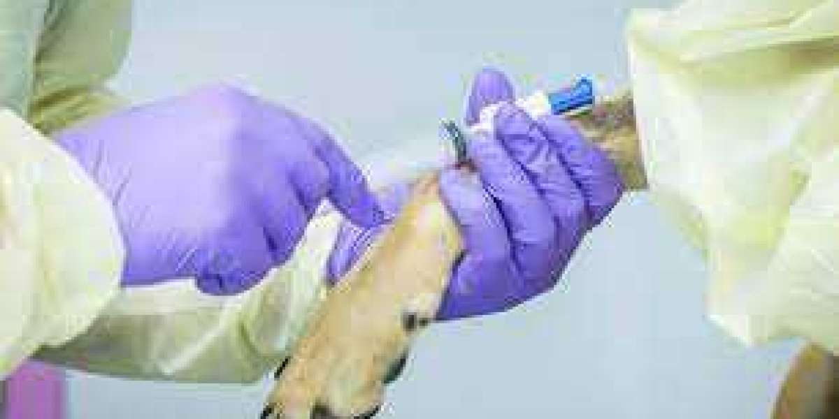 Veterinary Oncology 2023-2030 Veterinary Oncology Market Size and Regional Analysis | Research Report by  The Brainy Ins