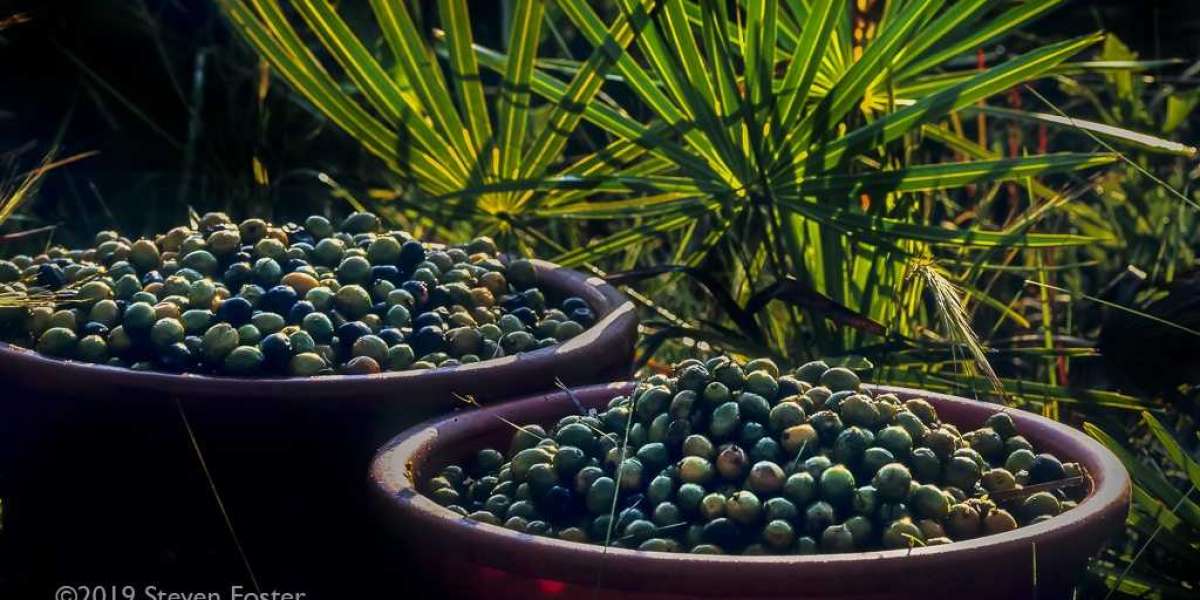 Saw Palmetto Berries Market Size to Hit New profit-making Growth By 2033