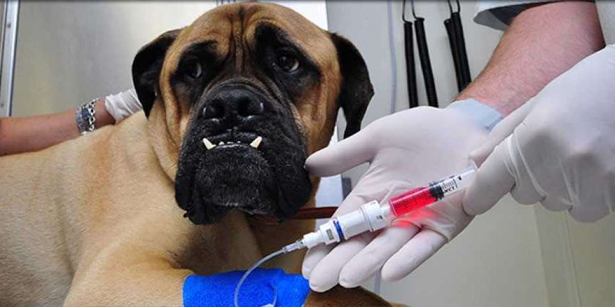 Veterinary Oncology Market Expected to Expand at a Steady 2022-2030