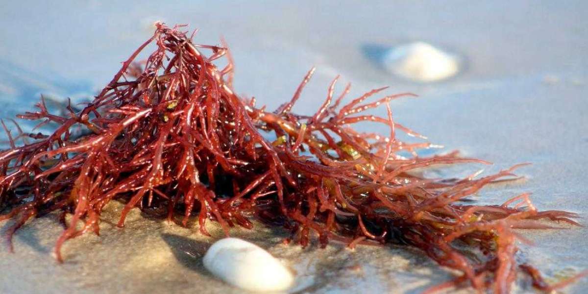 Carrageenan Market to Experience Significant Growth by 2033