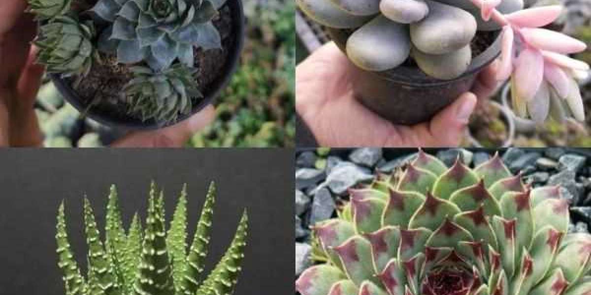 Succulent Plant Market Growth Analysis, Share, Demand By Regions, Scope And Forecast 2027