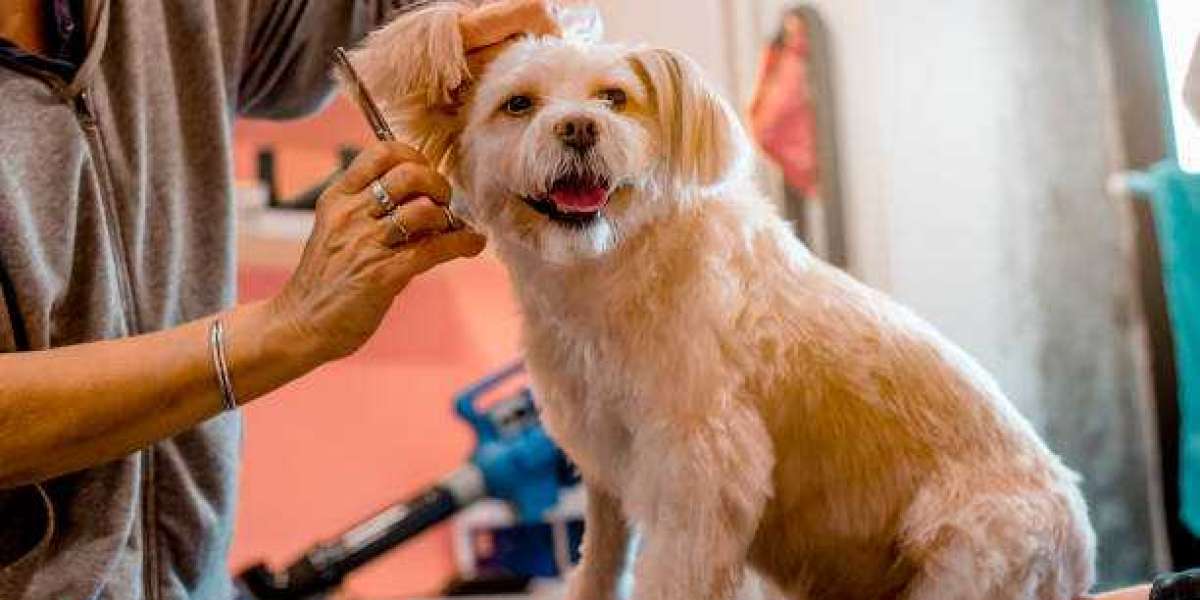 The Importance of Pet Grooming Services