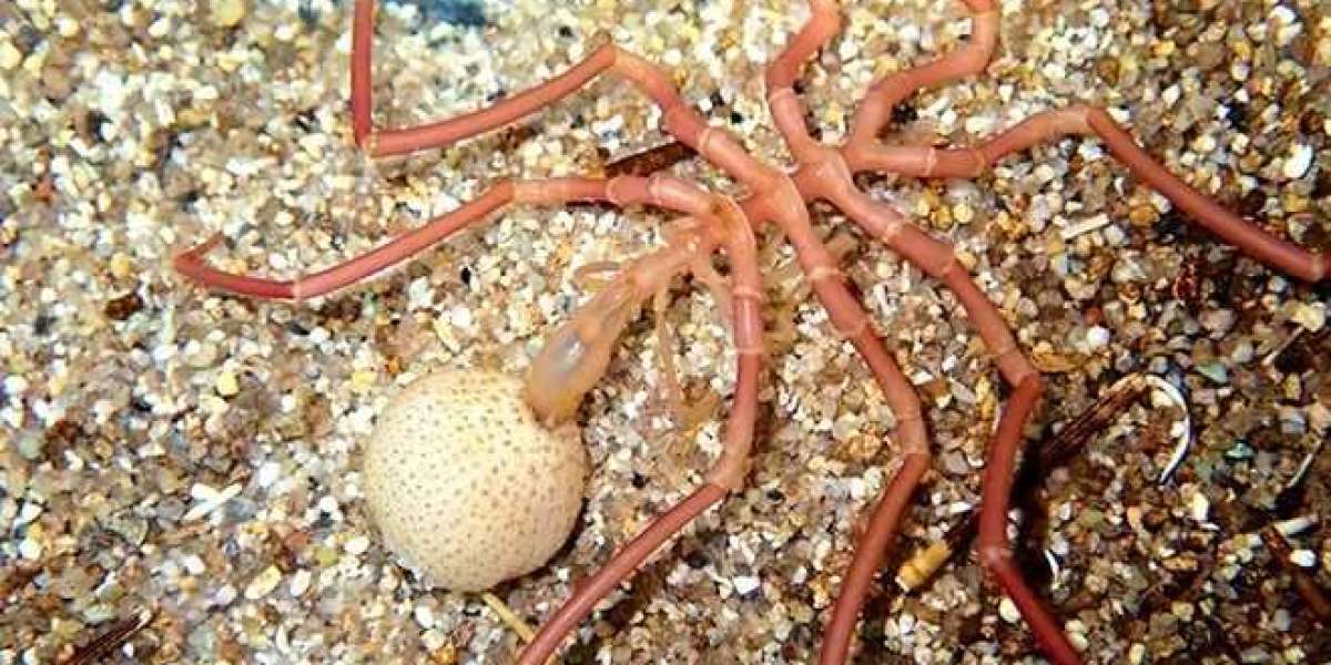 6 Bukti Laba-laba Laut, Hewan Laut Unik dengan Banyak Kaki