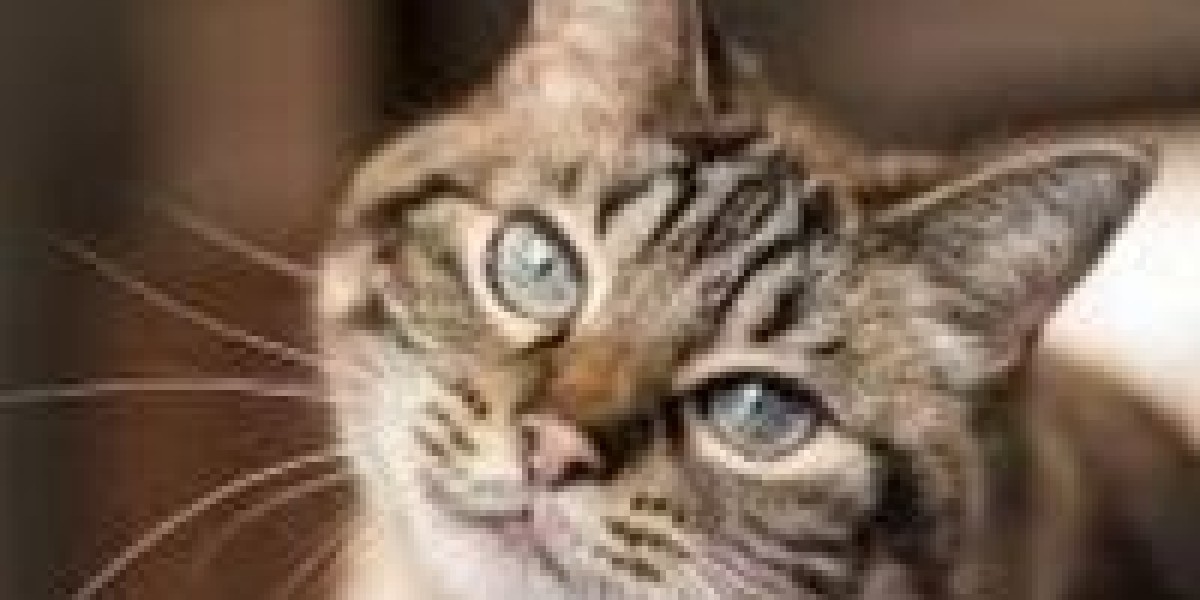 How old are the cats available for adoption