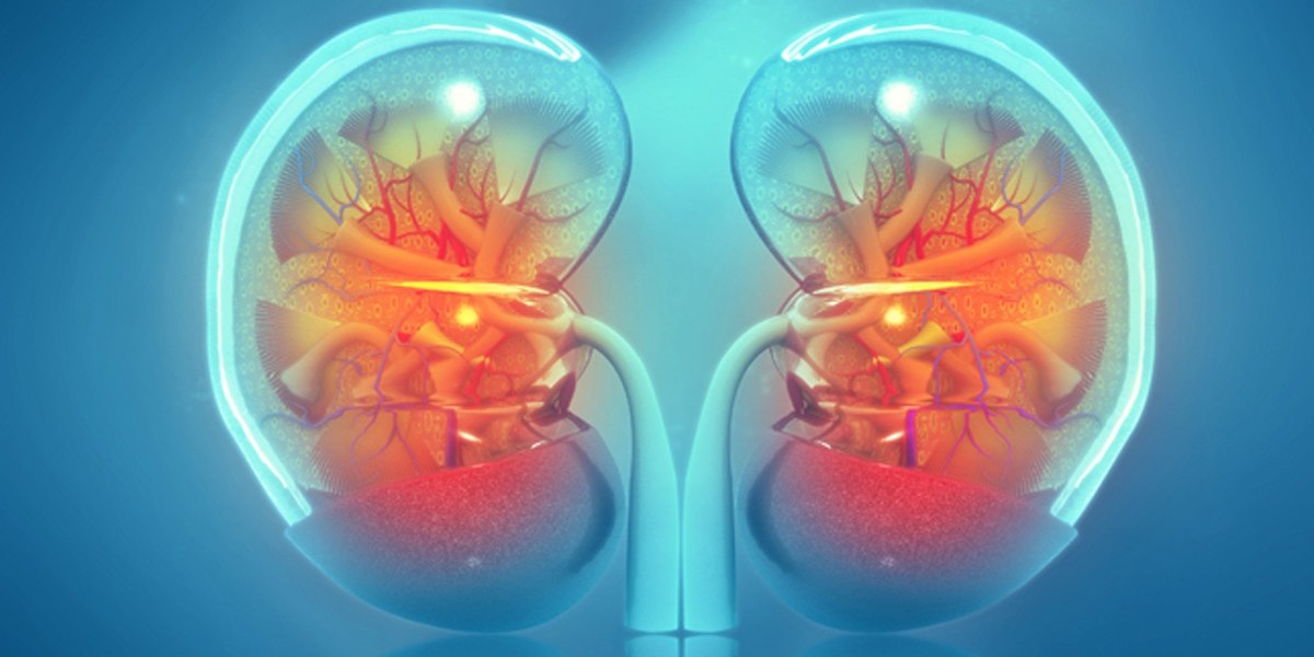 Nephritis Market: Insights and Trends for the Future