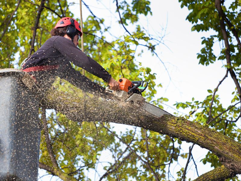 Why Your Business Needs Commercial Tree Services: Benefits