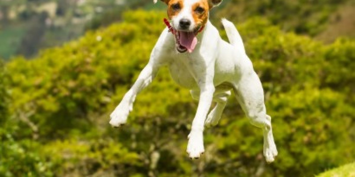 Rapamycin for Dogs: Exploring the Potential Benefits of a Promising Drug