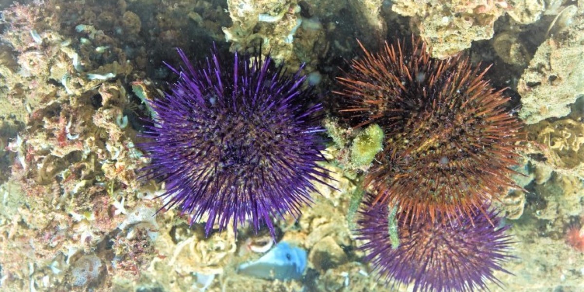 The Rise of the Sea Urchin: A Look at the Global Market