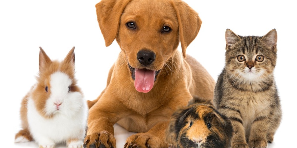 Pet Insurance Industry Growth 2023 | Market Trends, Statistics and Forecast 2028