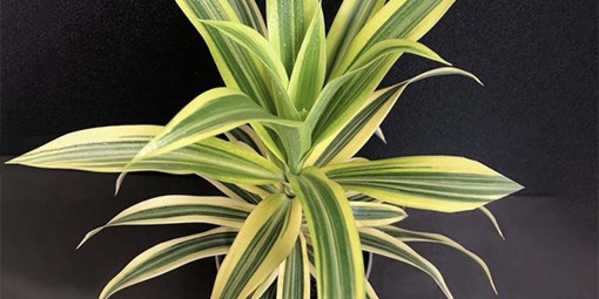 Spider Plant: A Hardy and Decorative Houseplant