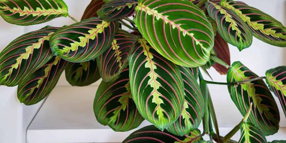 Prayer Plant: Everything You Need to Know About this Gorgeous Houseplant