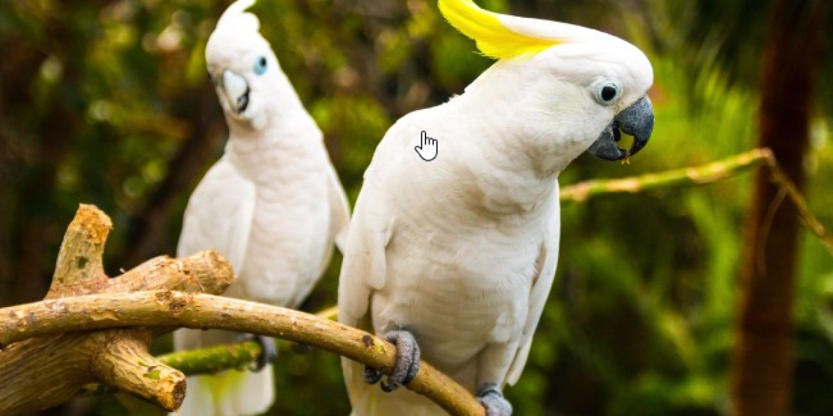what is the lifespan of a cockatoo