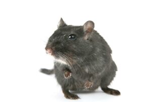 Rat Removal Blackburn, Rat & Rodent Control Blackburn