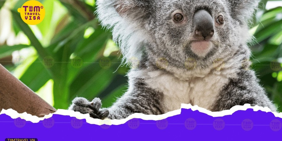 Gấu koala là gì? Bạn có biết đủ về loài động vật đáng yêu này không?