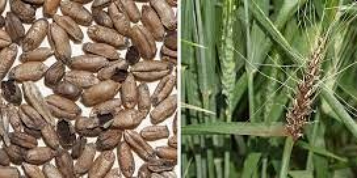 Seed Treatment Fungicides Market Status and Regional Outlook 2029