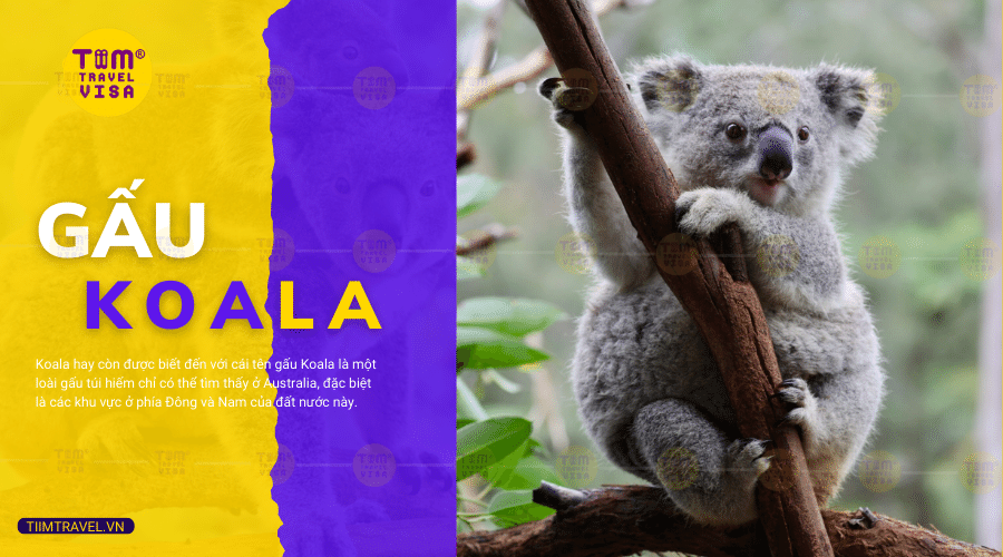 Gấu Koala là gì? Khám Phá Những Điều Thú Vị Về Koala