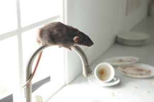 Rat Removal Pakenham, Rat & Rodent Control Pakenham