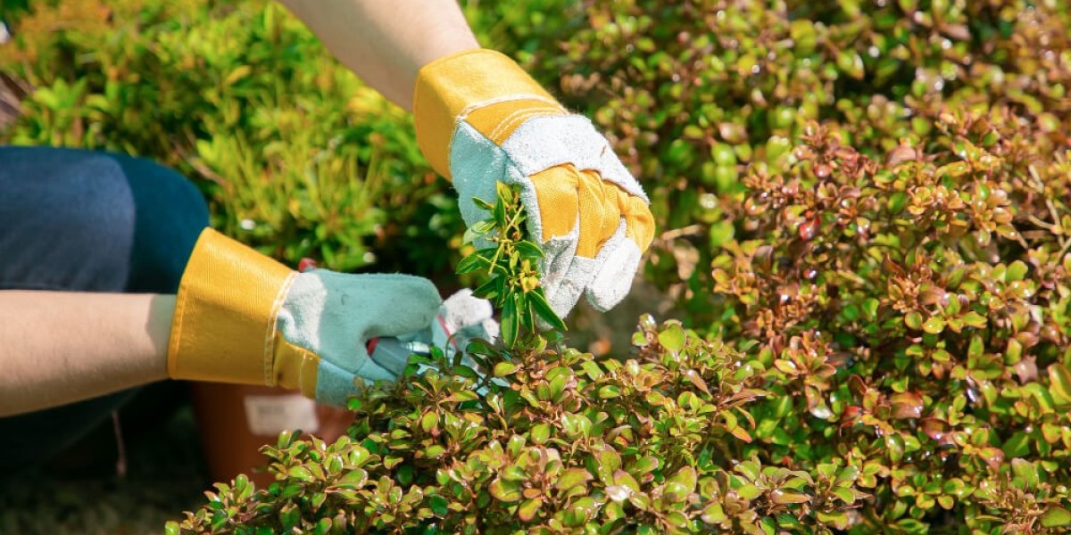 Transform Your Lawn with Professional Weed Removal Services