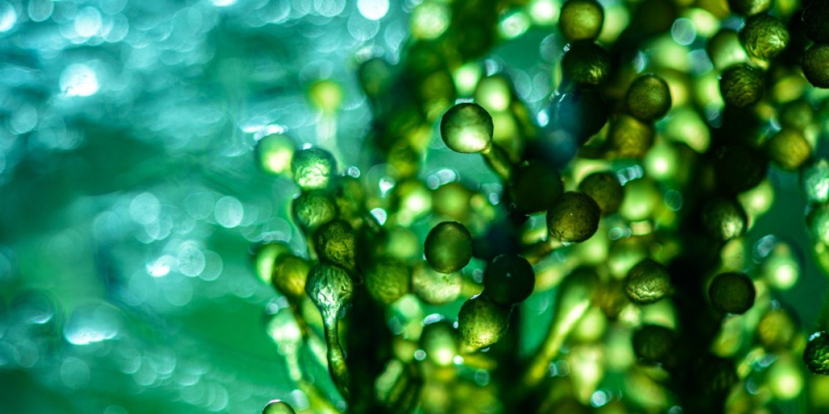 North America Microalgae Market to Reach $871.2 Million by 2030