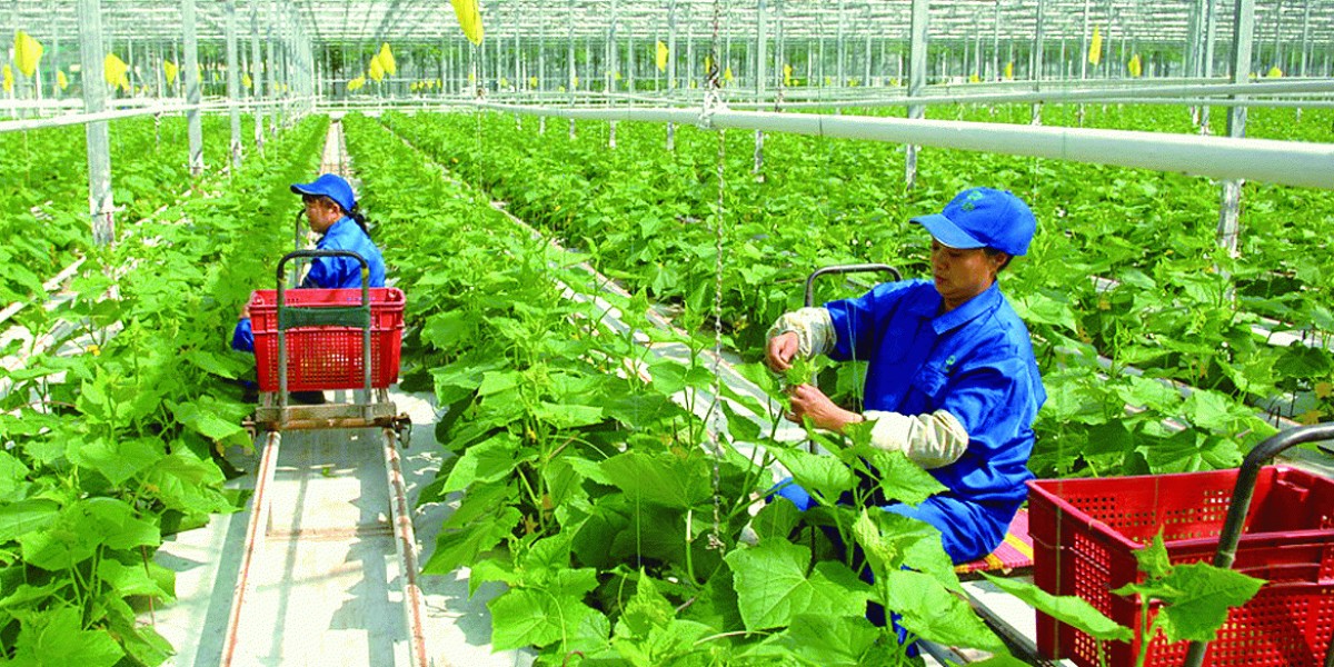 Khủng hoảng lao động và mức lương lao động cao đã làm tăng nhanh chóng cơ giới hóa nông nghiệp ở Việt Nam: Ken Research