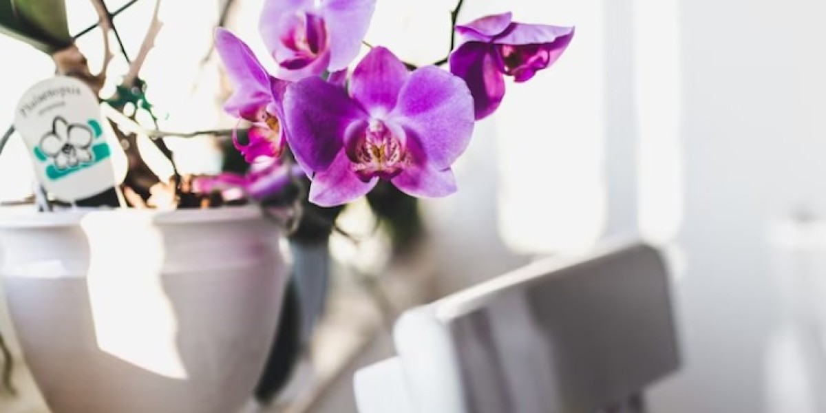 Repotme Orchid Pots: The Ultimate Choice for Your Orchids