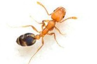 Ant Pest Control Toorak, Ant Removal Toorak, Ant Exterminator Toorak