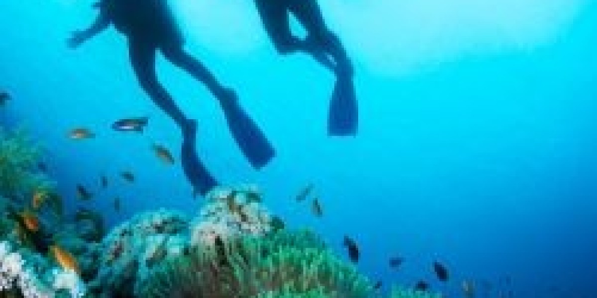 Jenis biota laut apa yang bisa dilihat saat menyelam di Indonesia