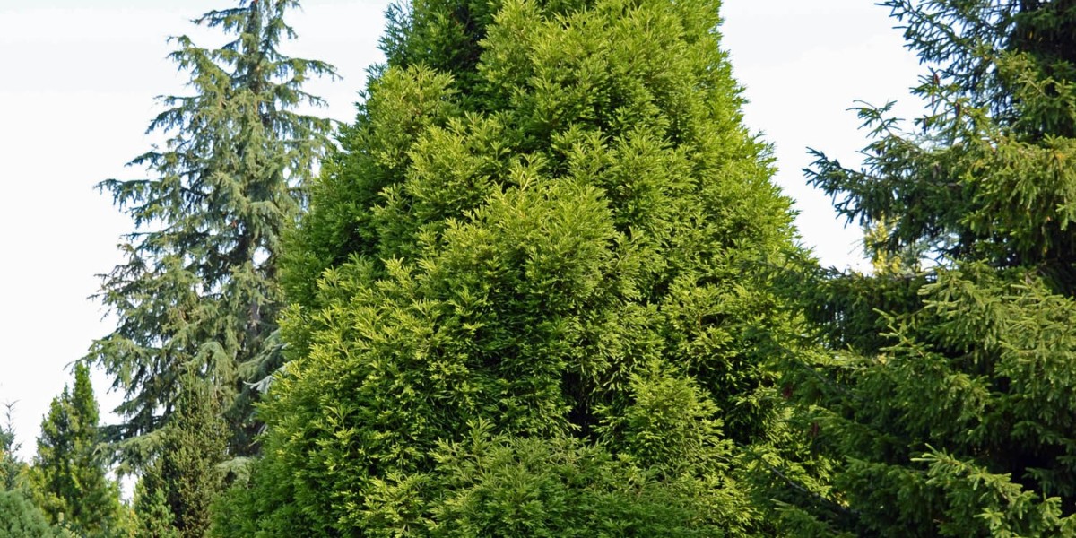 8 Best Fast-Growing Evergreen Trees for Your Garden