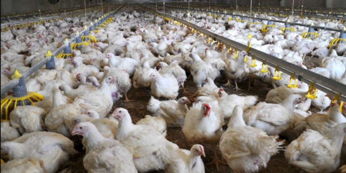 Poultry Probiotics Market: Industry Analysis, Size, Share, Growth, Trends, and Forecast, 2023-2027