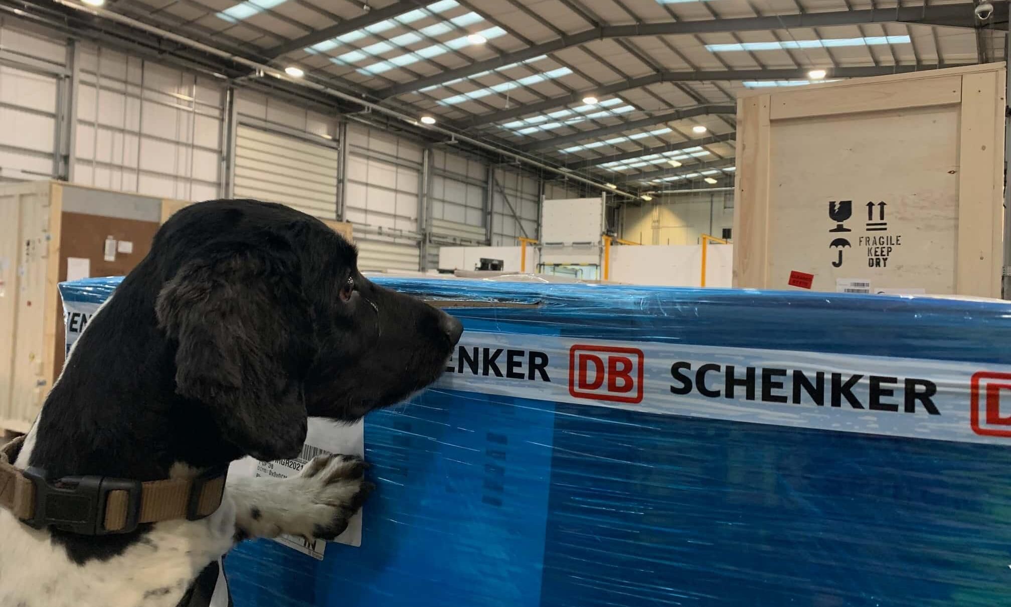 DB Schenker detection dogs have a nose for prohibited items