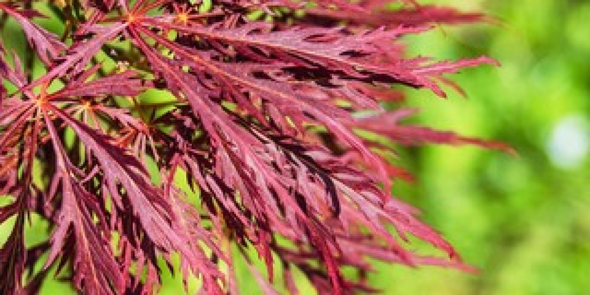 Japanese Maples - The Best 5 Varieties for Your Garden!