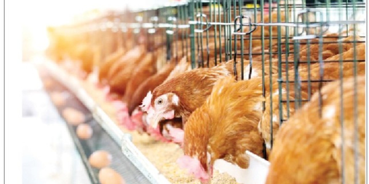 From Day-Old Chicks to Broilers and Layers, How It Happens