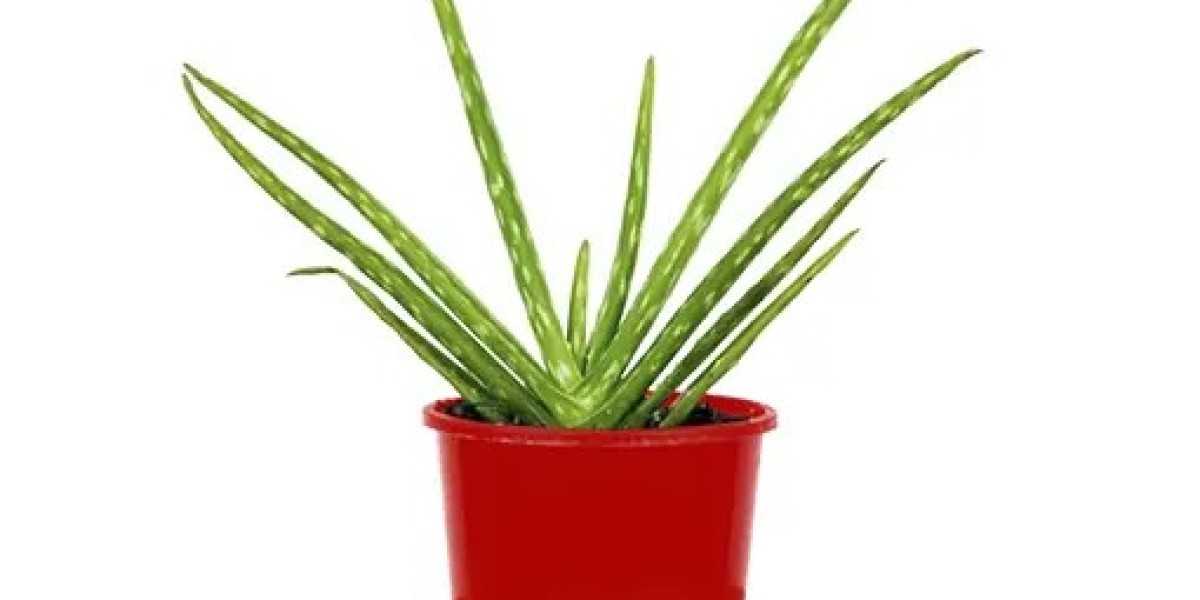 Aloe Vera | Succulents to Grow at Your Home for Enhanced Aesthetics