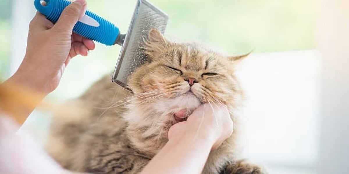 Exploring the Link Between Pet Care and Quality of Life