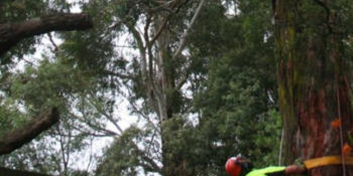 Tree Surgeon Sydney - Professional Care