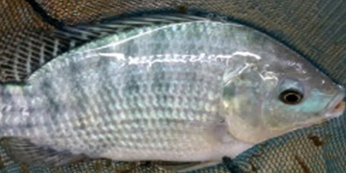 Tilapia Warning: US Woman Loses All Four Limbs After Eating Contaminated Fish