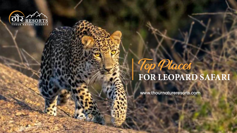 Top Places For Leopard Safari in India : Jawai Bandh Rajasthan | by Aman | Sep, 2023 | Medium